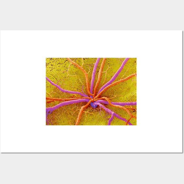 Retina (P424/0192) Wall Art by SciencePhoto